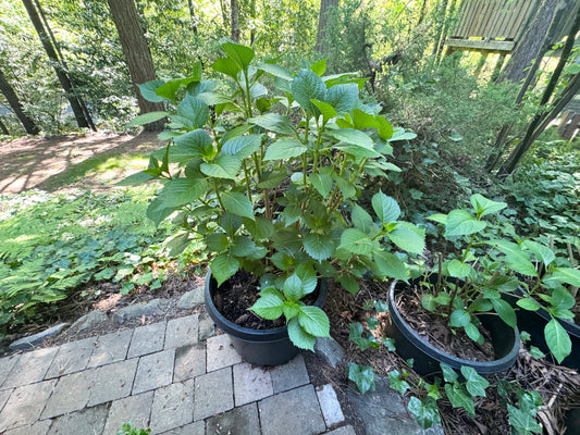 Planting Hydrangeas - Gardening Course